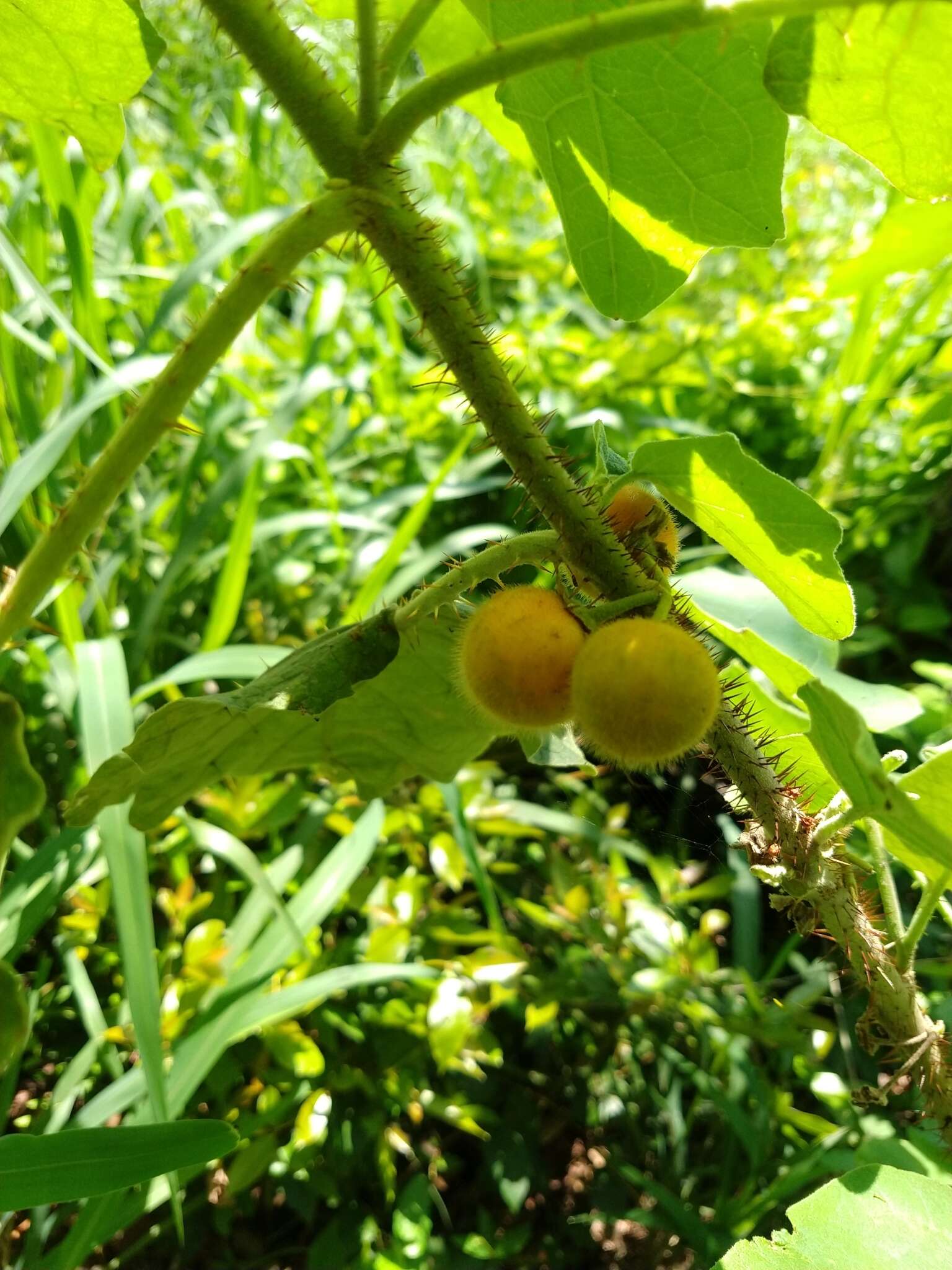 Image of Solanum hirtum Vahl