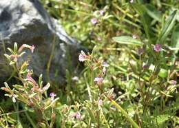 Image of Brewer's Monkey-Flower