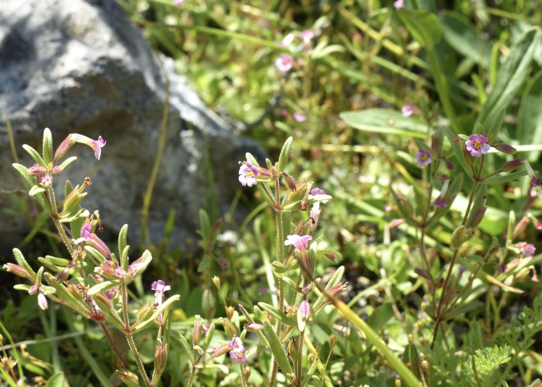 Image of Brewer's Monkey-Flower