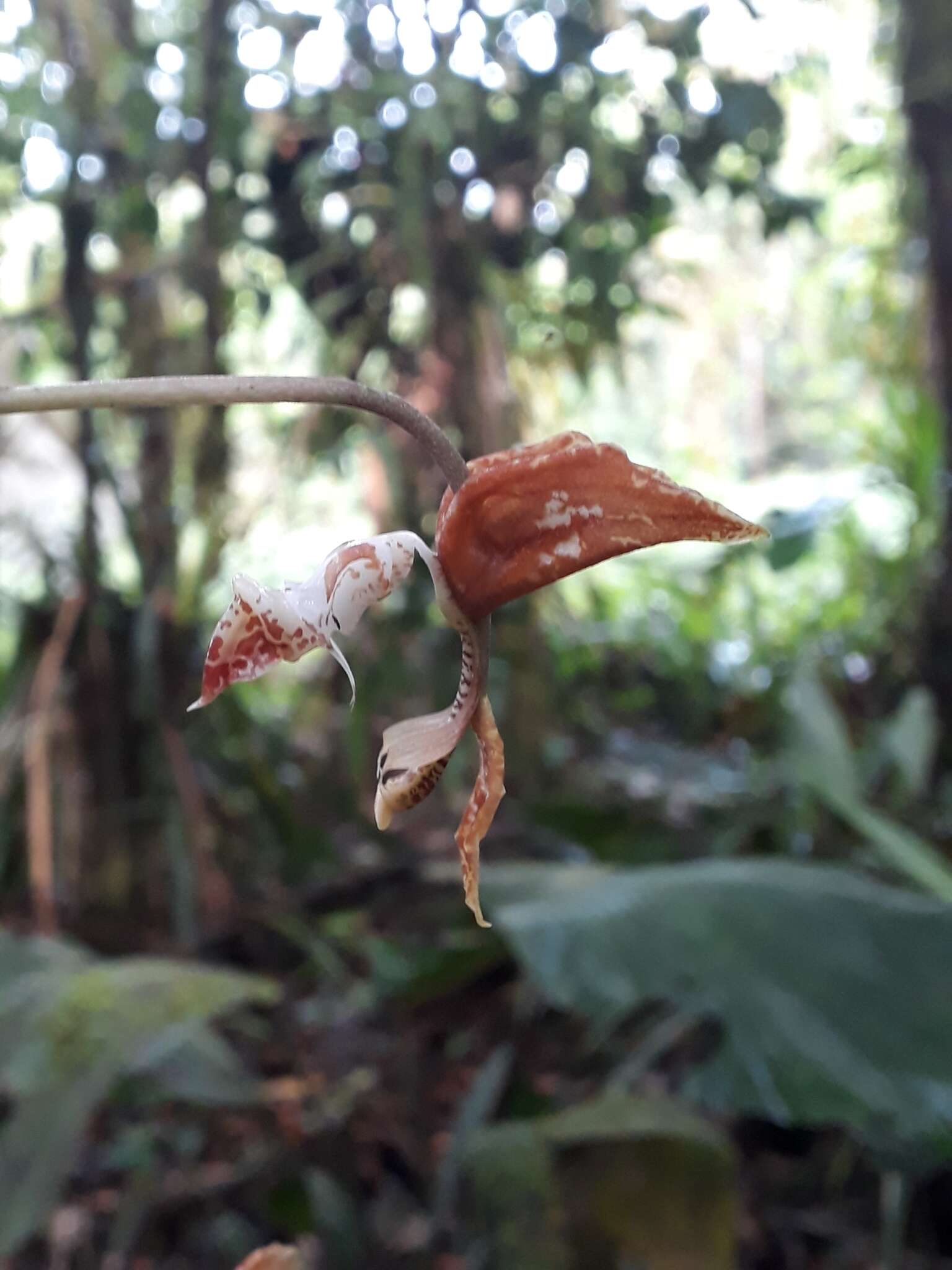 Imagem de Gongora rufescens Jenny