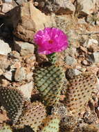 Image of beavertail pricklypear