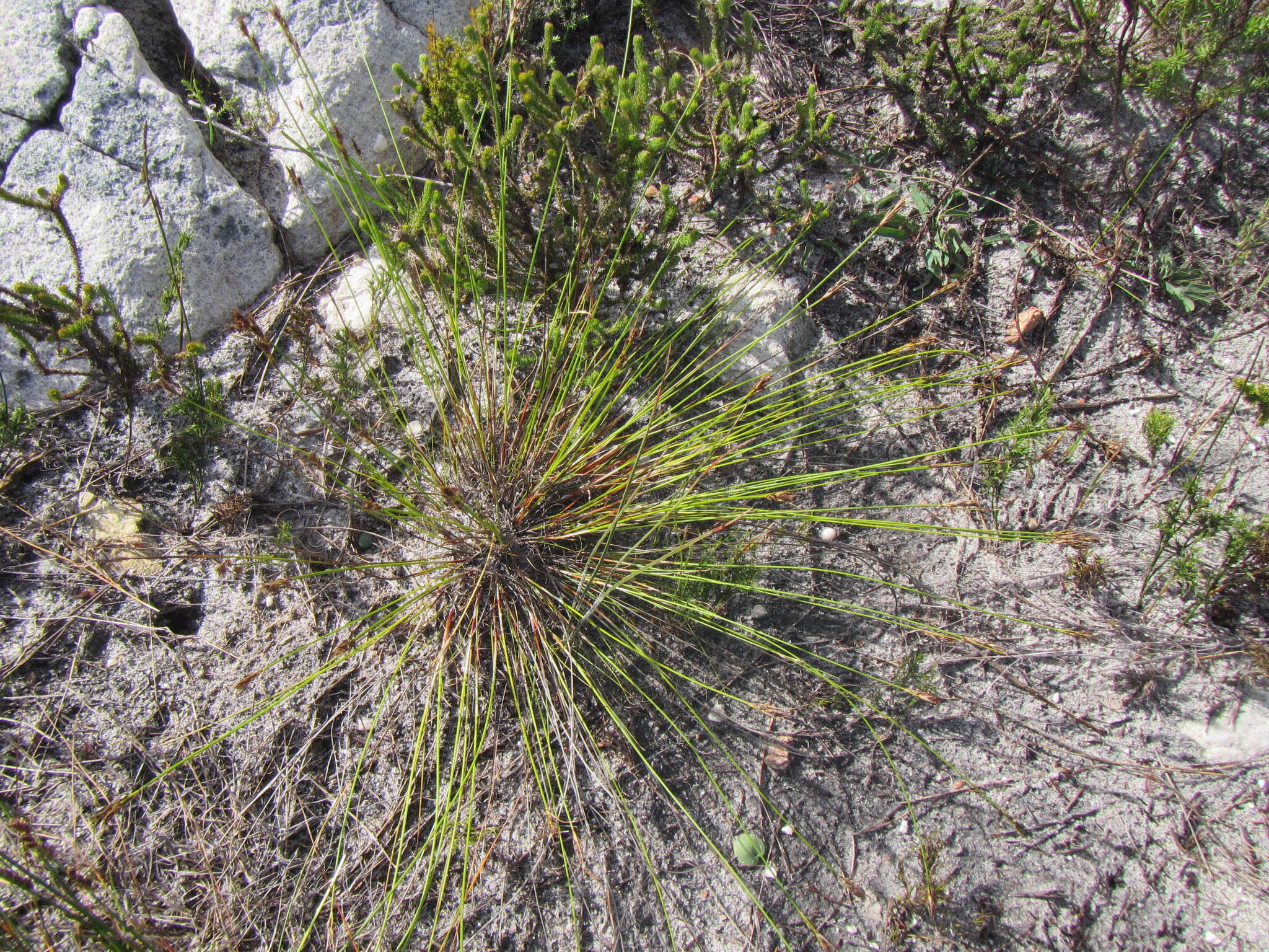 Image of Schoenus auritus (Nees) T. L. Elliott & Muasya