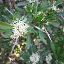 Image of Gymnosporia polyacantha subsp. polyacantha