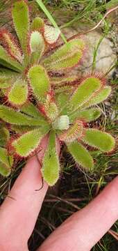 صورة <i>Drosera ericgreenii</i> A. Fleischm., R. P. Gibson & Rivadavia