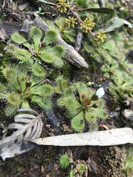 Image de Drosera aberrans (Lowrie & Carlquist) Lowrie & Conran