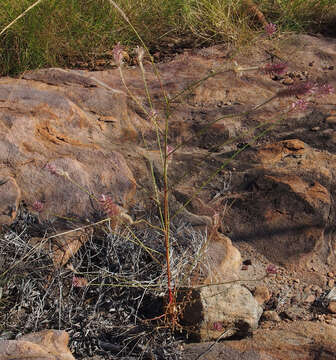 Image of Ptilotus giganteus (A. Cunn. ex Moq.) R. W. Davis & R. Butcher