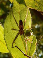 Image of Basilica Orbweaver