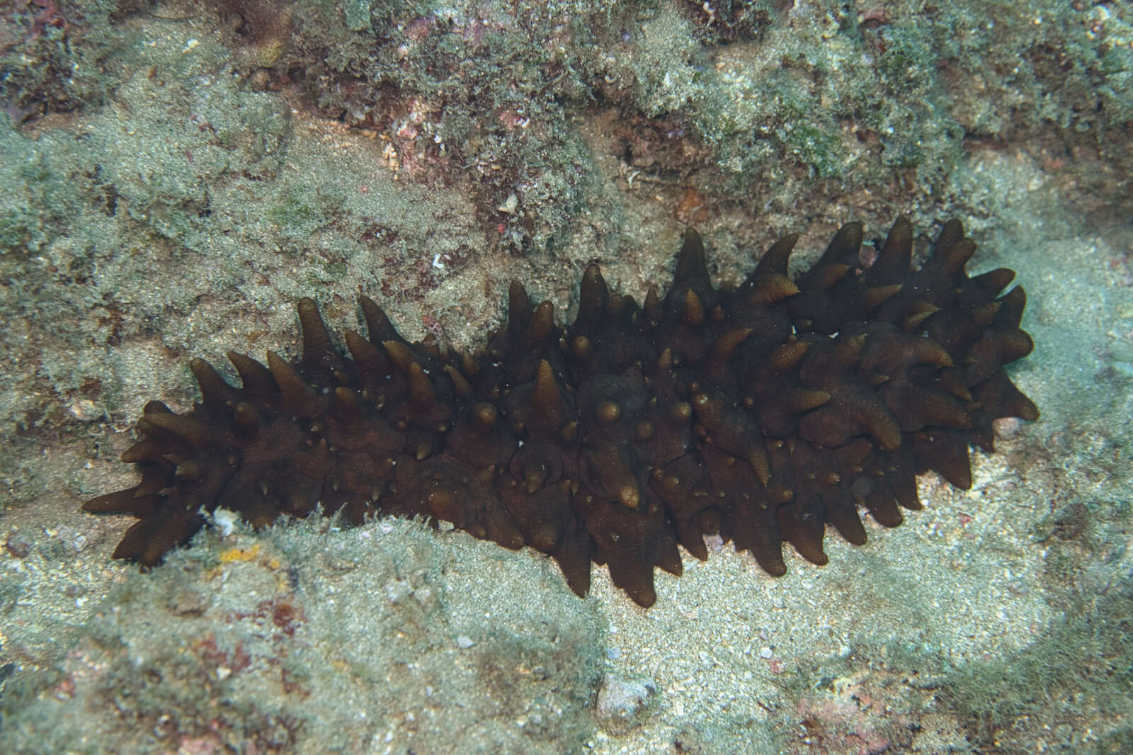 Image de Stichopus pseudohorrens Cherbonnier 1967