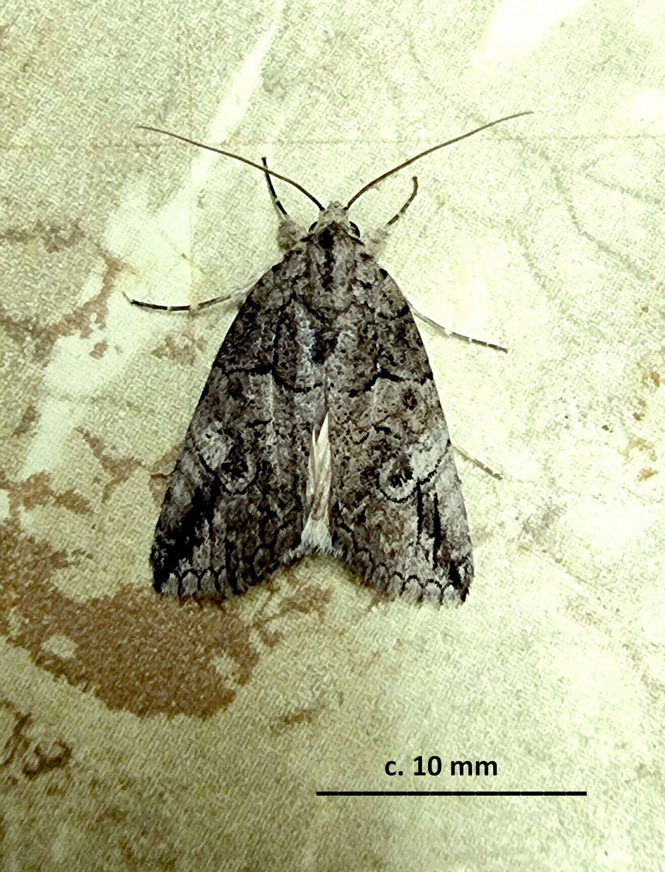 Image of Prionofrontia strigata Hampson 1926