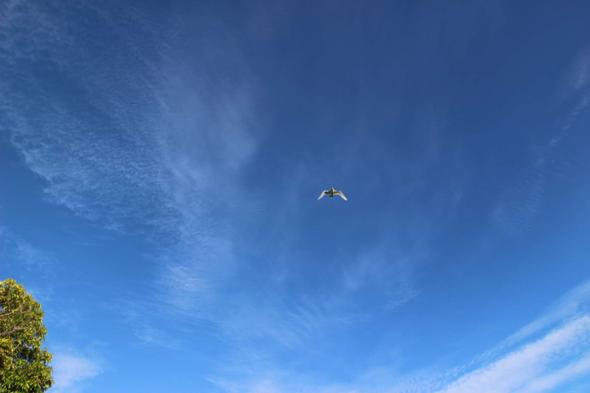 Image of tropicbirds