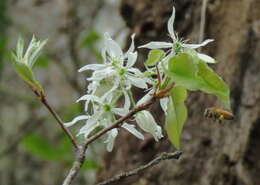 Imagem de <i>Amelanchier <i>arborea</i></i> f. arborea