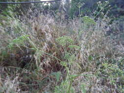 Image of poison hemlock