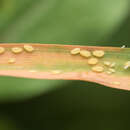 Image of Yellow sugarcane aphid