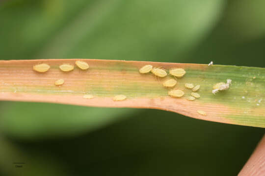 Image of Yellow sugarcane aphid