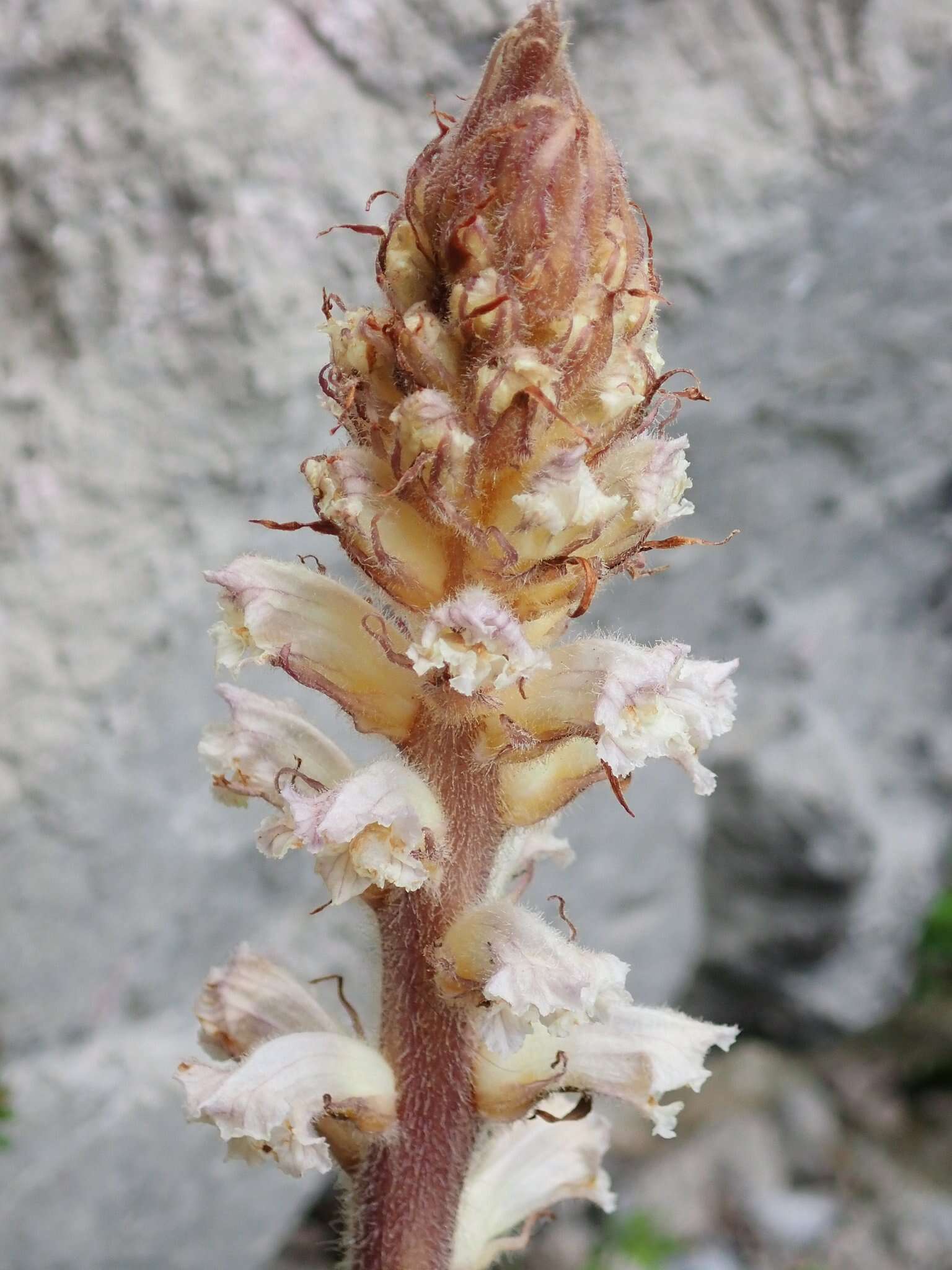 Image of oxtongue broomrape