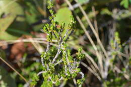 Image of saltwater bush