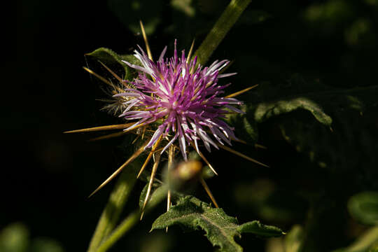 Image de Centaurea perrottettii DC.