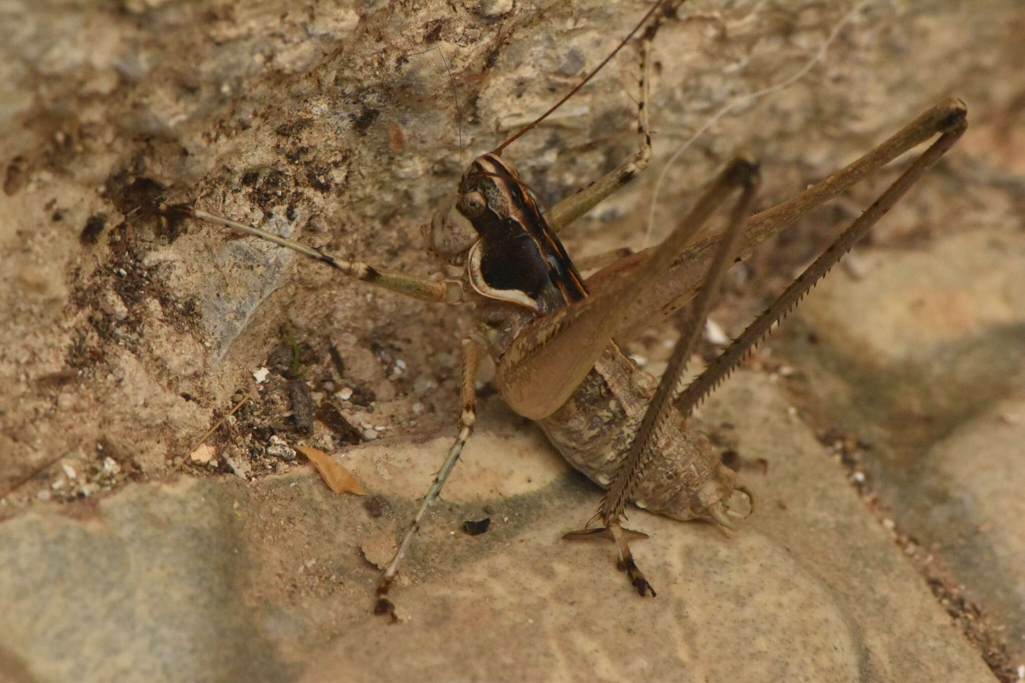 Imagem de Pterolepis