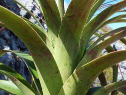 Image de Dracophyllum fiordense W. R. B. Oliv.