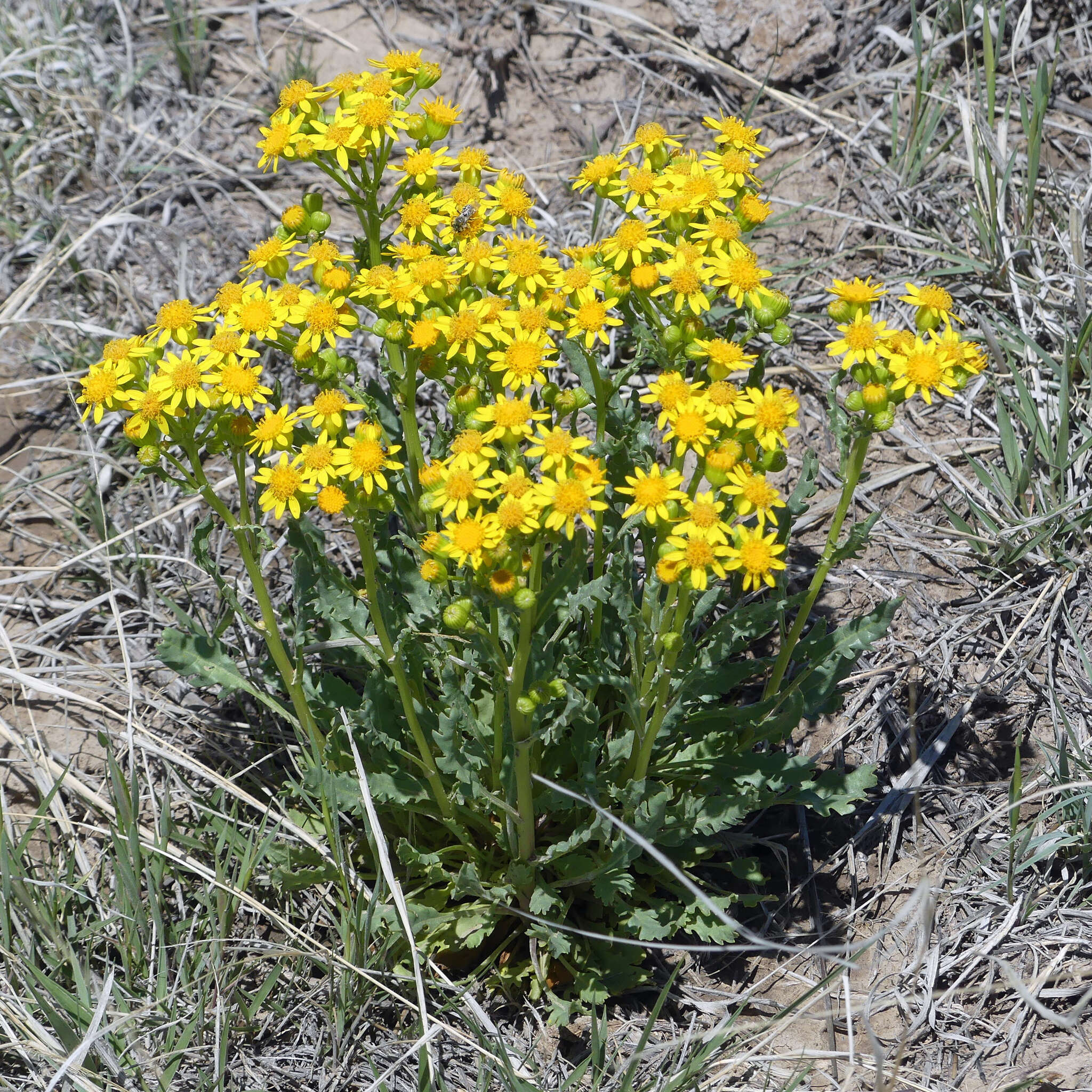 Image of threetooth ragwort