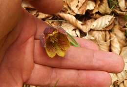 Image of Fritillaria montana Hoppe ex W. D. J. Koch