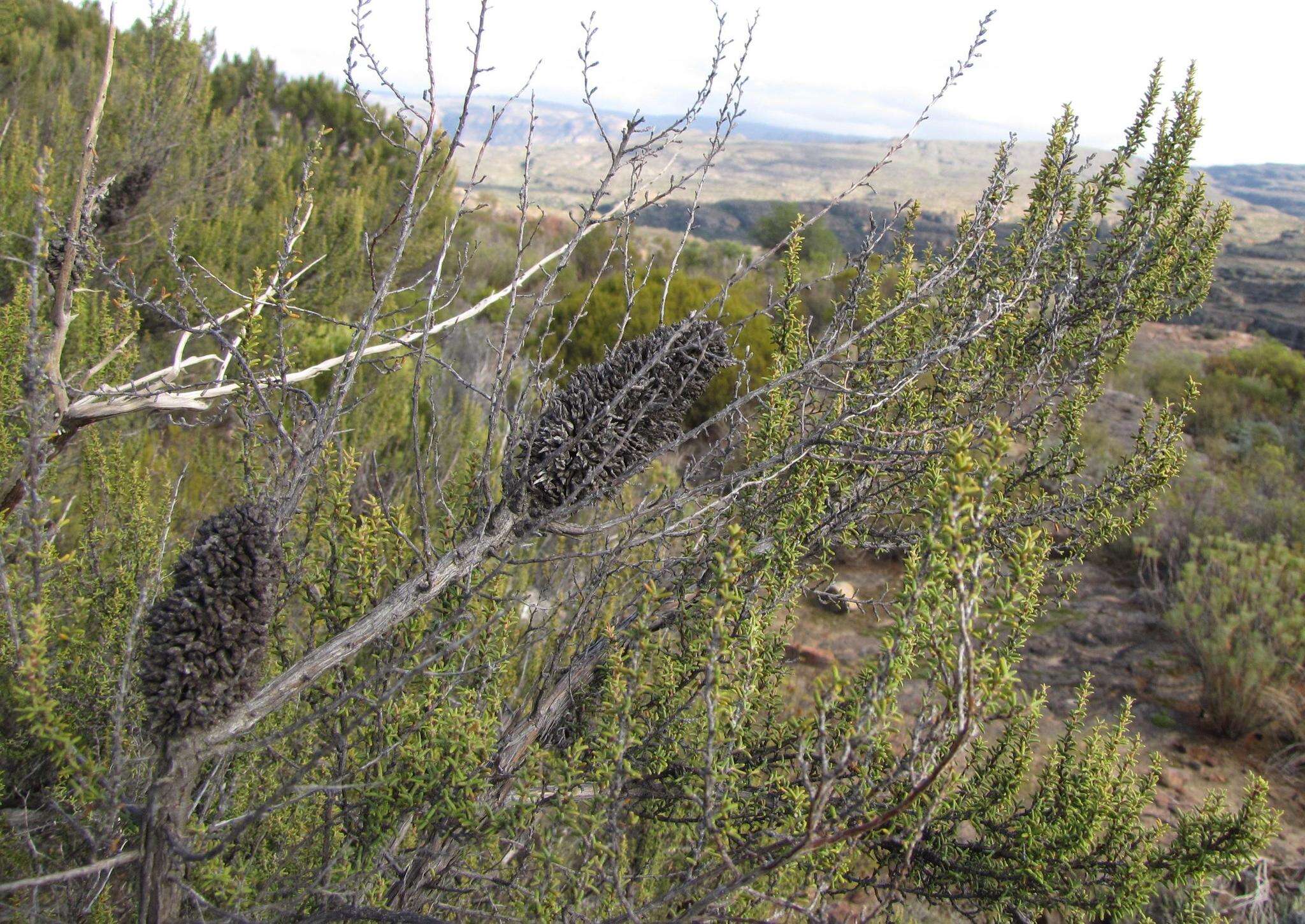 Image of Cliffortia dichotoma Fellingham