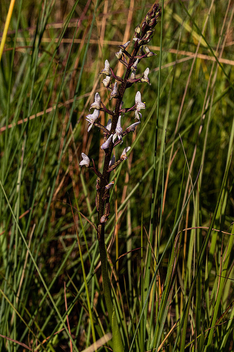 Disa aconitoides subsp. concinna (N. E. Br.) H. P. Linder resmi