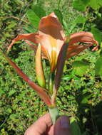 Image of striped Barbados lily
