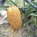 Image of Banksia brevidentata (A. S. George) K. Thiele