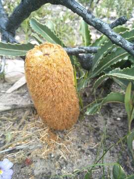 Image of Banksia brevidentata (A. S. George) K. Thiele