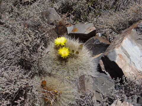 Echinopsis formosa (Pfeiff.) Jacobi ex Salm-Dyck resmi