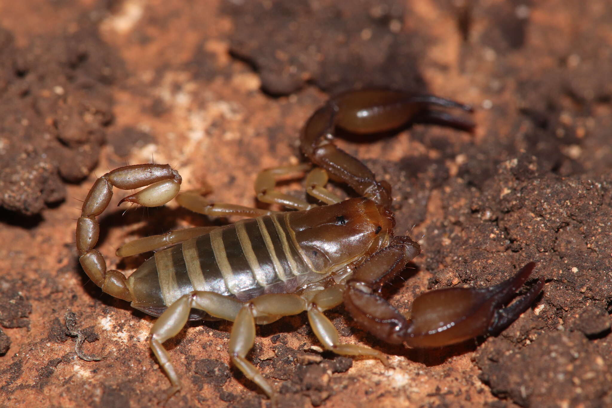 Image of Euscorpius candiota Birula 1903