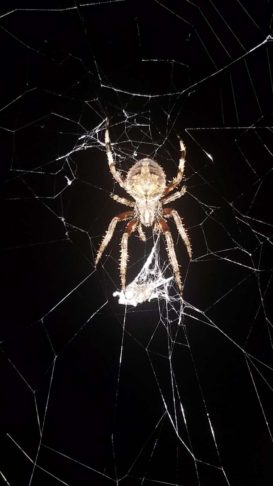 Image of Gray Cross Spider