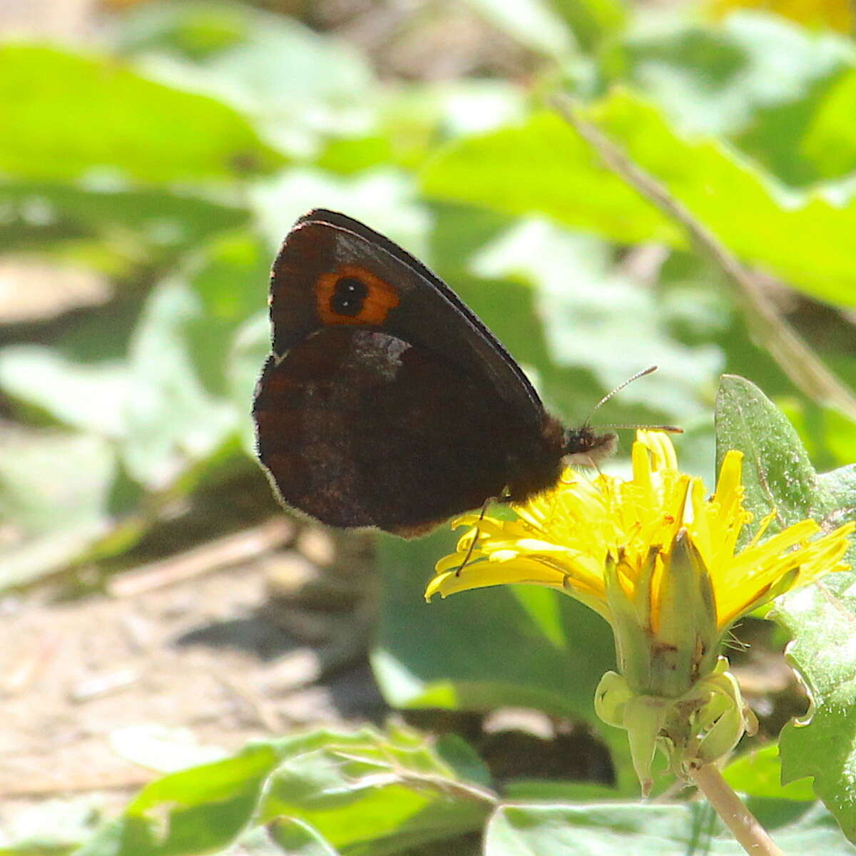 Image of Vidler's Alpine