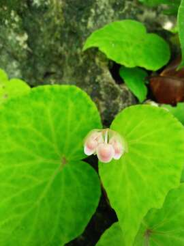 Image of Begonia tenuifolia Dryand.