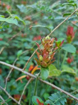 Image of False hop