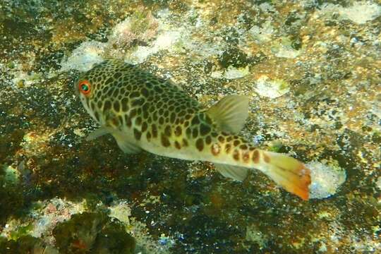 Image of Smooth Toadfish