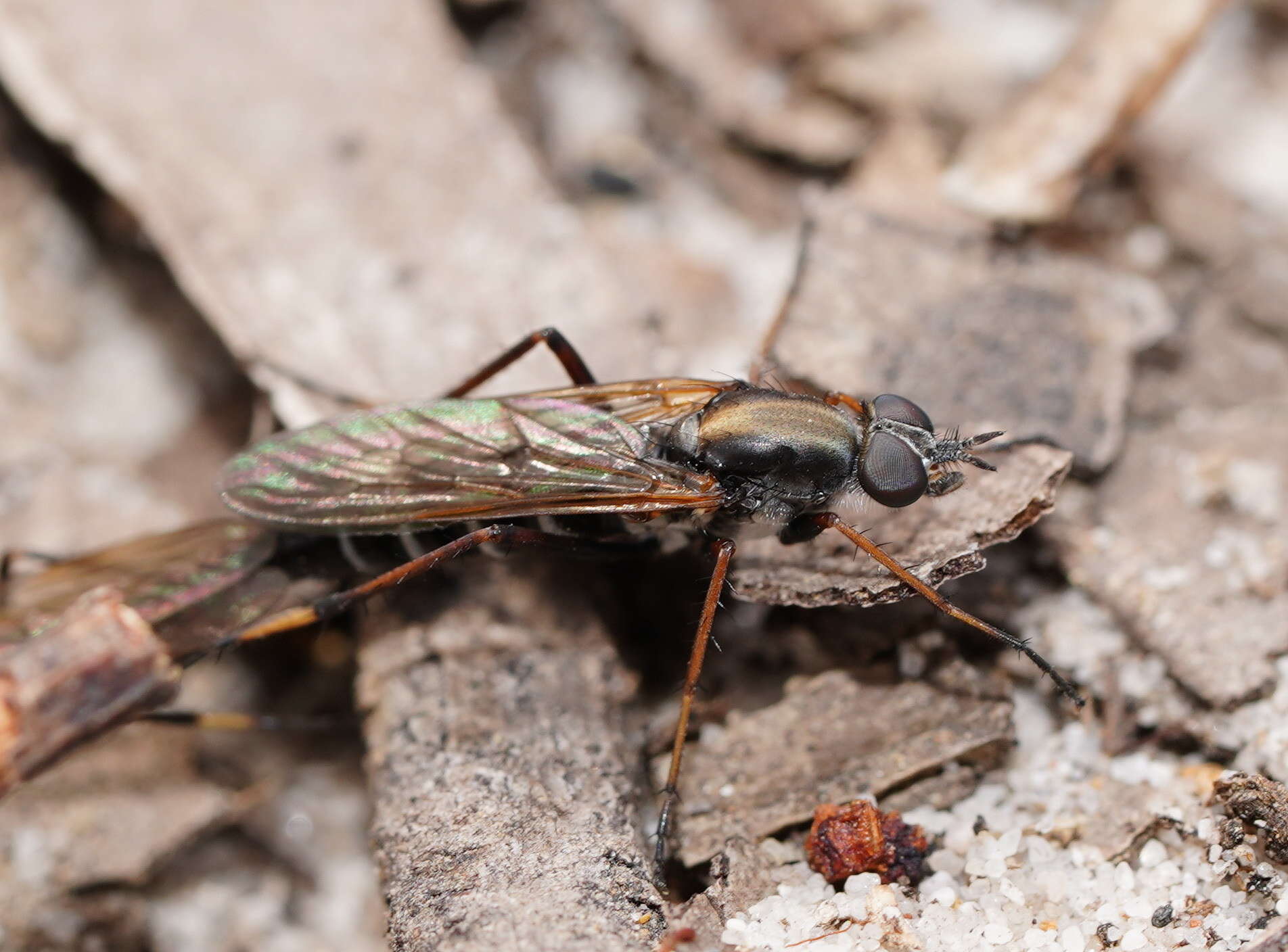 Image of Taenogerella platina Winterton, Irwin & Yeates 1999