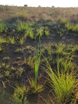 Image of Albuca virens subsp. virens