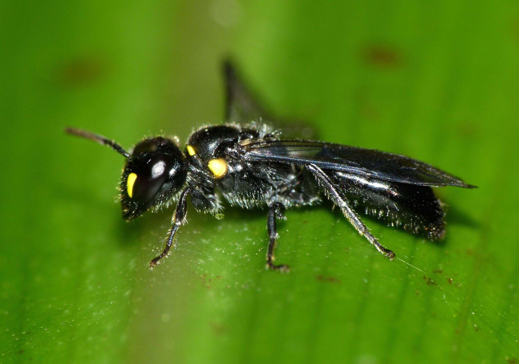 Image of Agile Masked Bee