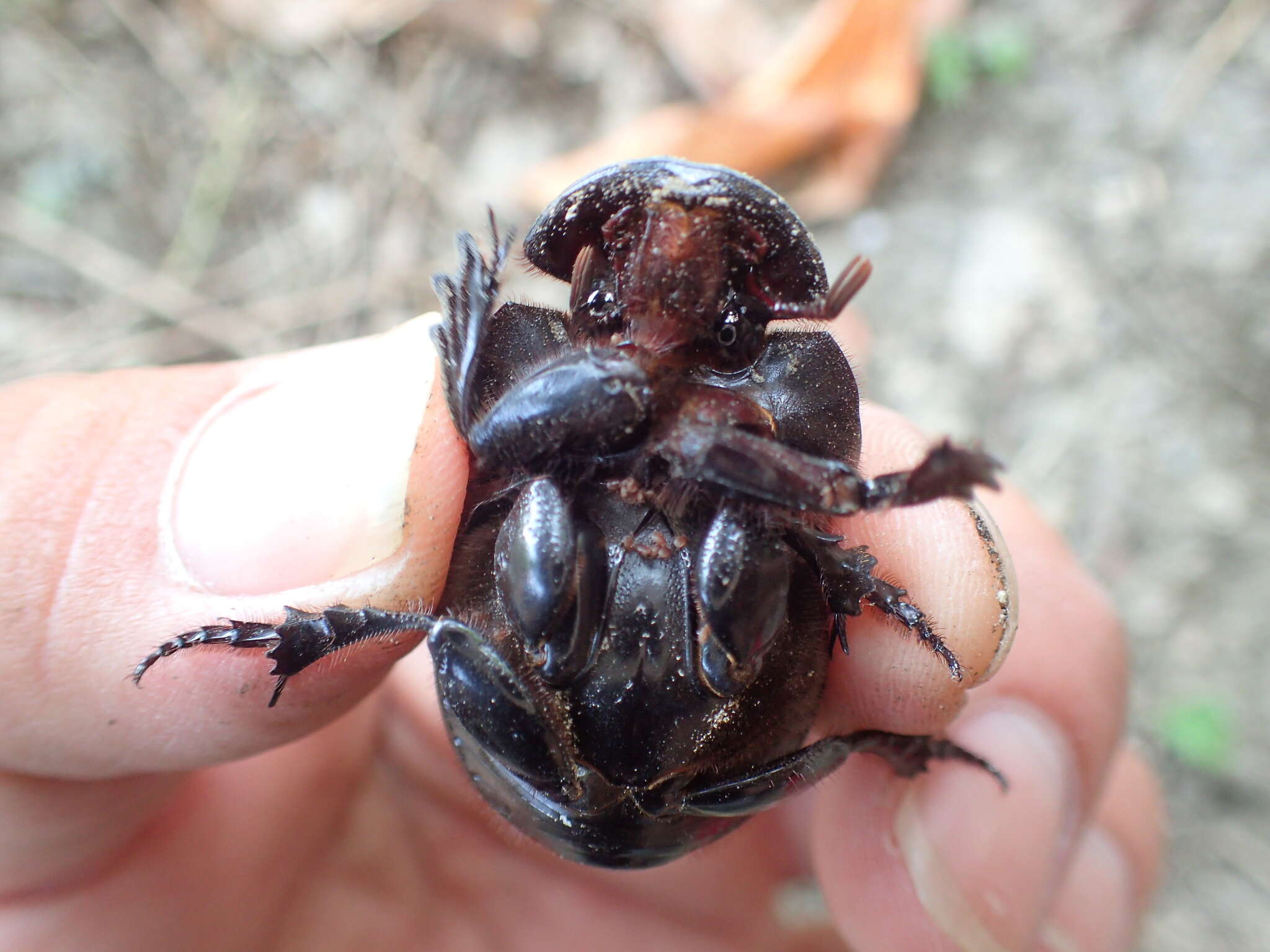 Image of Catharsius molossus (Linnaeus 1758)