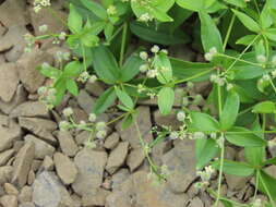Galium oreganum Britton resmi