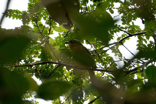 Image of Black-capped Hemispingus