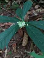 Image de Caamembeca salicifolia (Poir.) J. F. B. Pastore