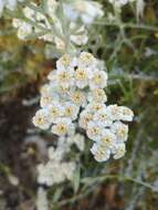 صورة Achillea cretica L.