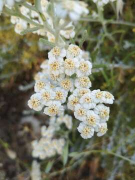 Achillea cretica L.的圖片