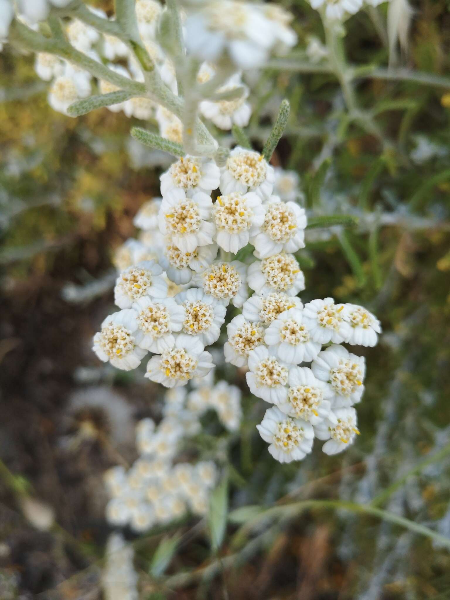 Слика од Achillea cretica L.