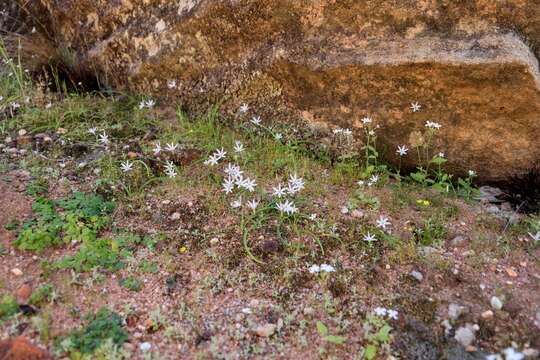 Imagem de Geissorhiza saxicola Goldblatt & J. C. Manning