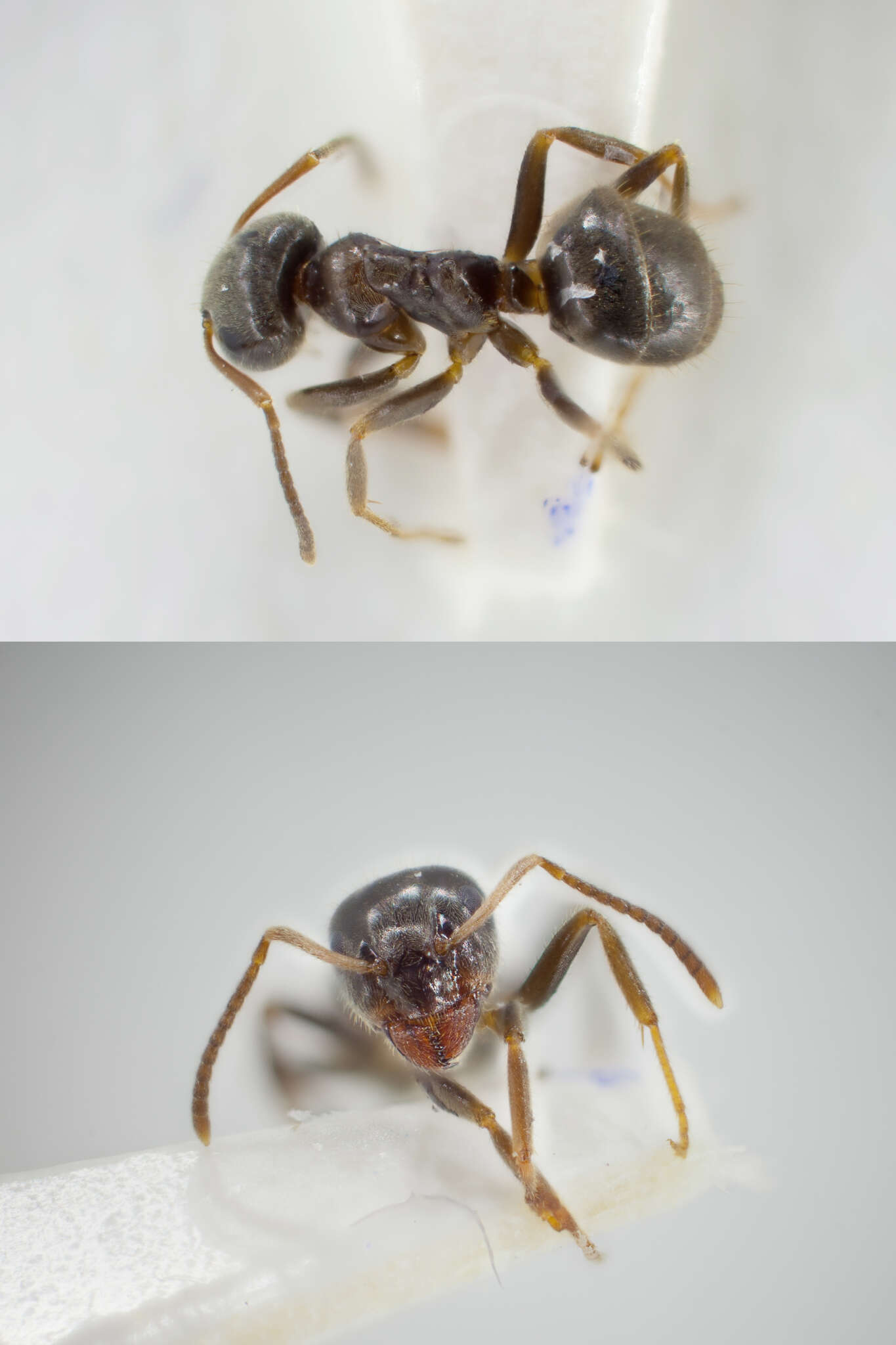 Imagem de Lasius platythorax Seifert 1991