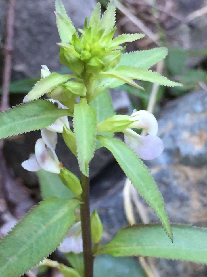 Image of sickletop lousewort